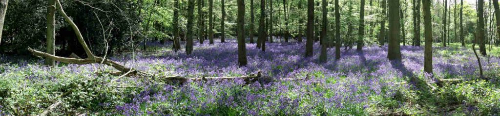 Bluebells