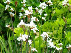 Paint May White – Top 10 white plants